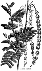 Acacia_arabica_asourceofgumarabic01.gif