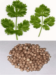 coriander01.gif