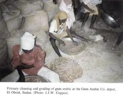 grading_cleaning_gumarabic.JPG