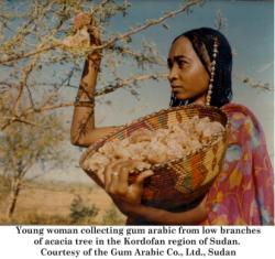 gum_arabic_woman.jpg