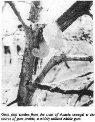 gum_on_tree_detail.jpg