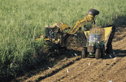 harvesting-PIC.gif