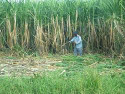 harvesting_sugar_cane.jpg