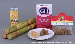 jsugarcane.jpg
