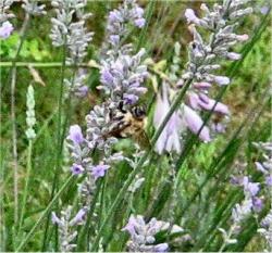lavender01.jpg