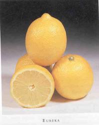lemon01.jpg