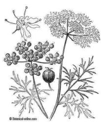 medicinalscoriander01.jpg