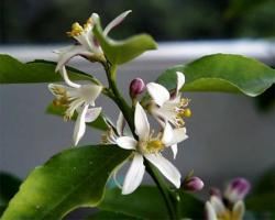 neroli01.jpg