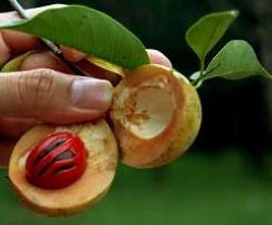 nutmeg01.jpg