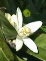 orangblossom01.jpg