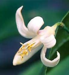 orange_blossom02.jpg