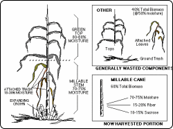 sugarcane_diagram.gif