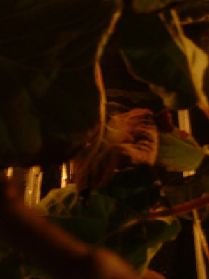 DSCF6301