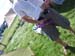 DSCF2437