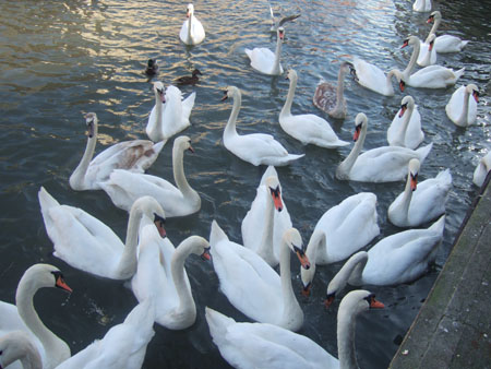 DSCF9718