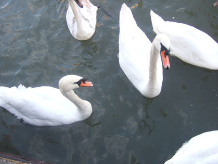 DSCF9725