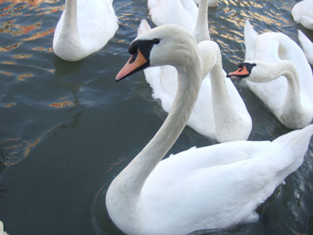 DSCF9729