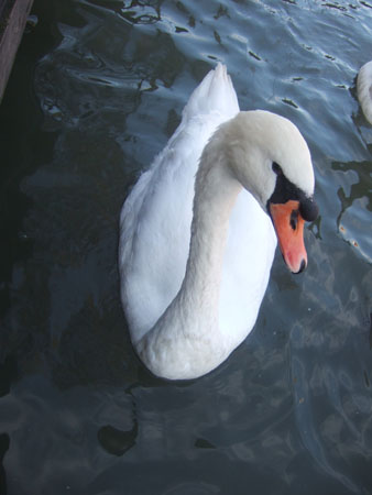 DSCF9732