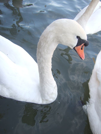 DSCF9736