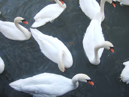 DSCF9740