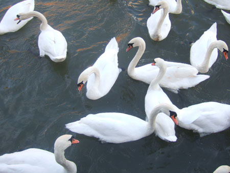 DSCF9756
